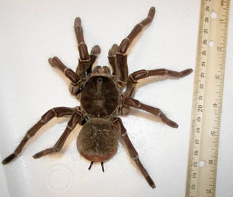 araignée guyane