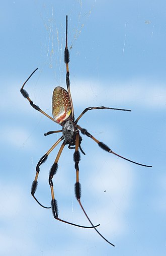 araignées guyane
