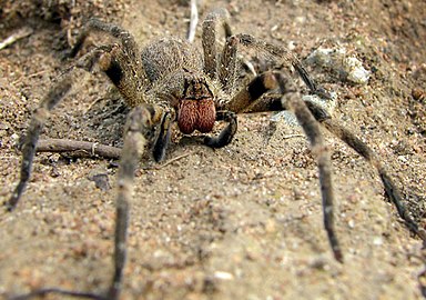 mygale guyane