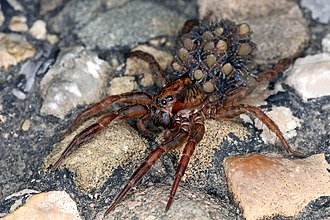 araignée guyane