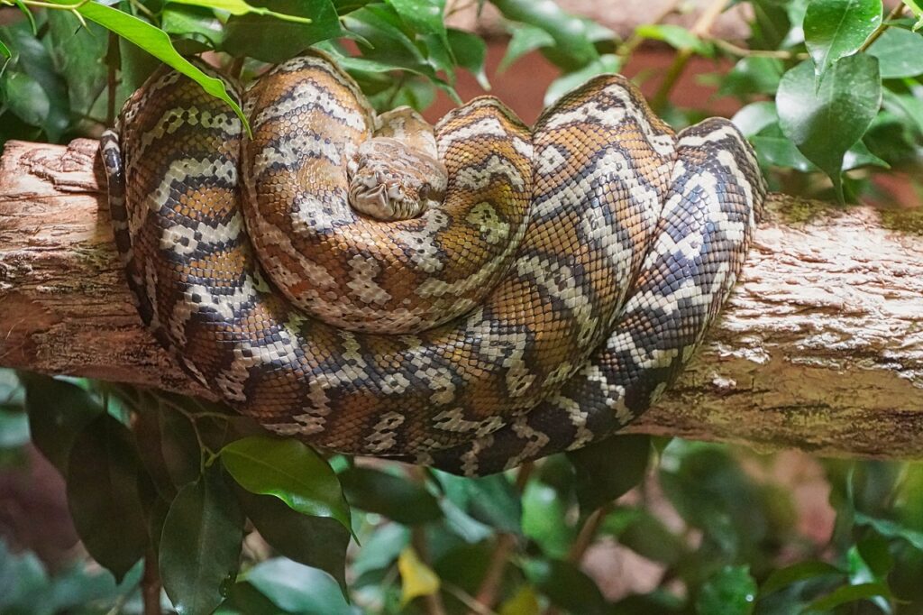 serpent guyane