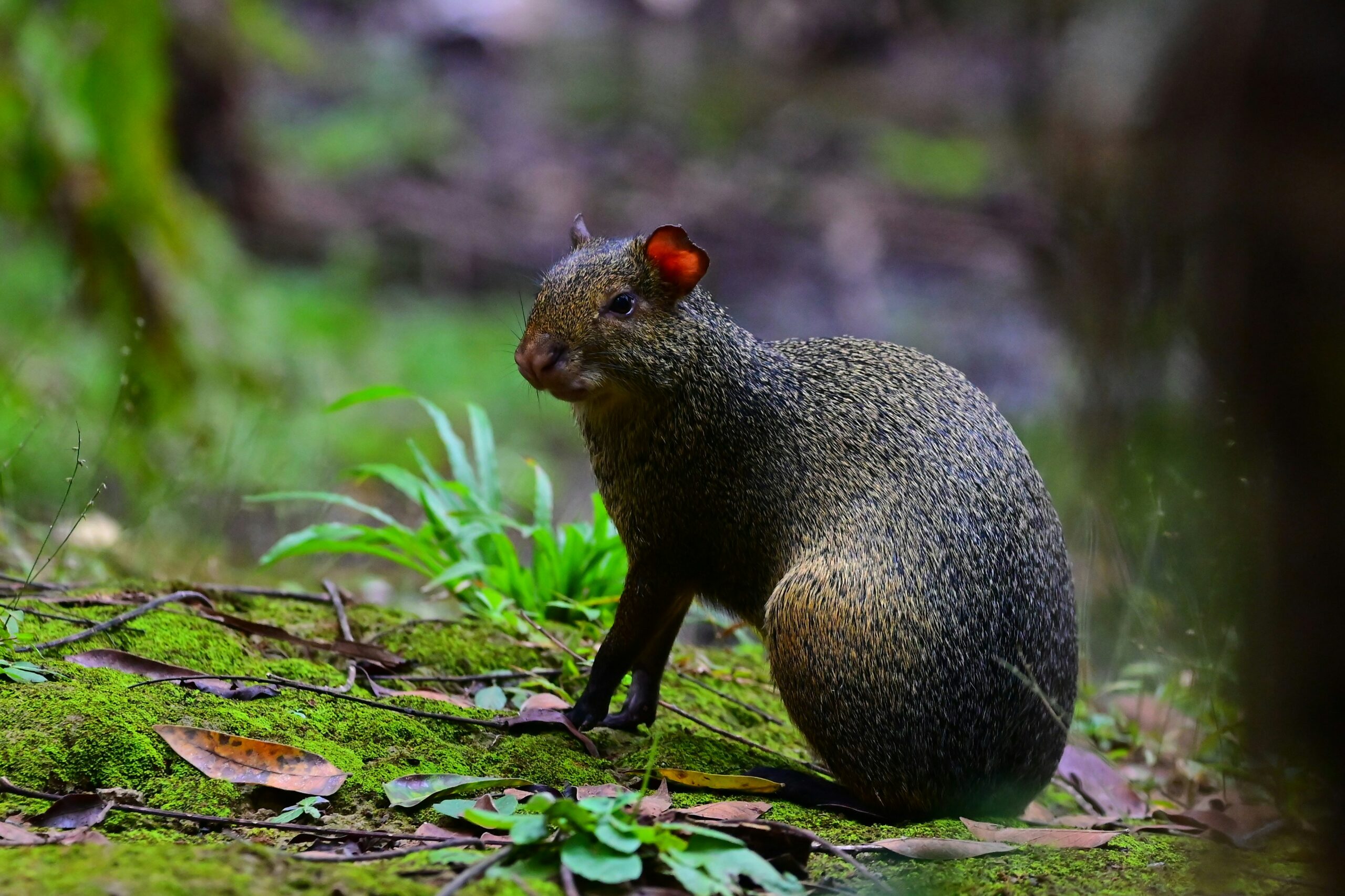 Agouti de Guyane : un acteur clé de l'écosystème amazonien - Europe Guyane