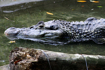 caiman guyane