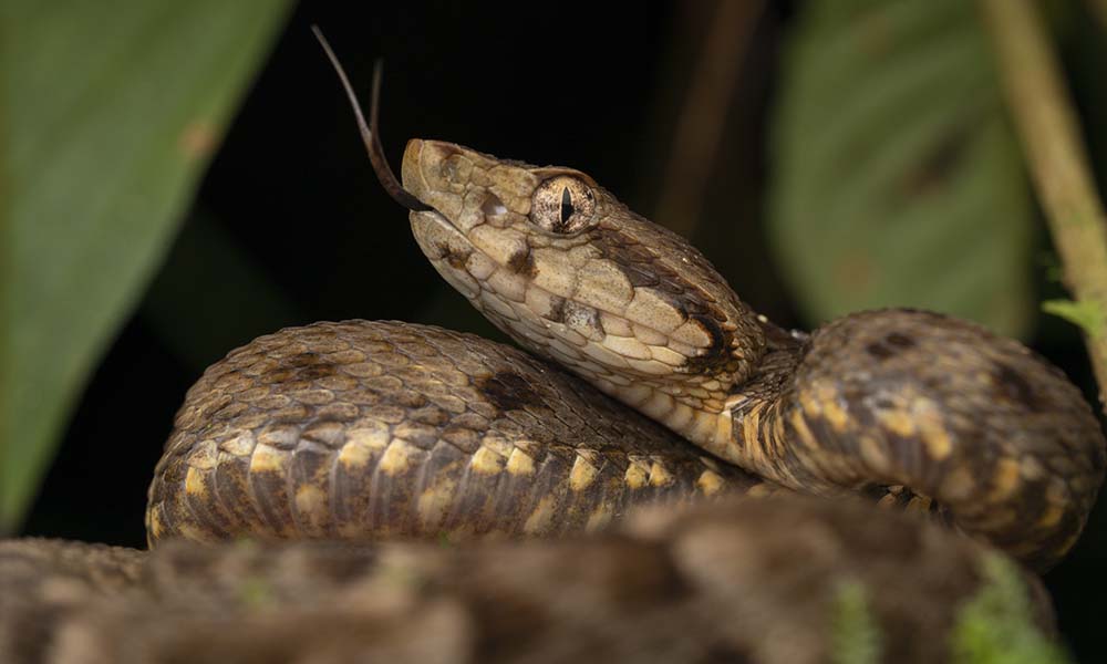 serpents guyane