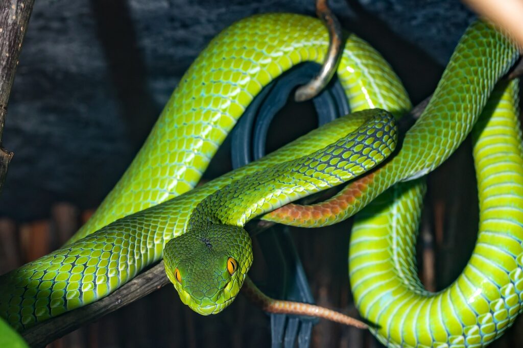serpents guyane