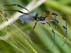 araignée guyane dangereuse