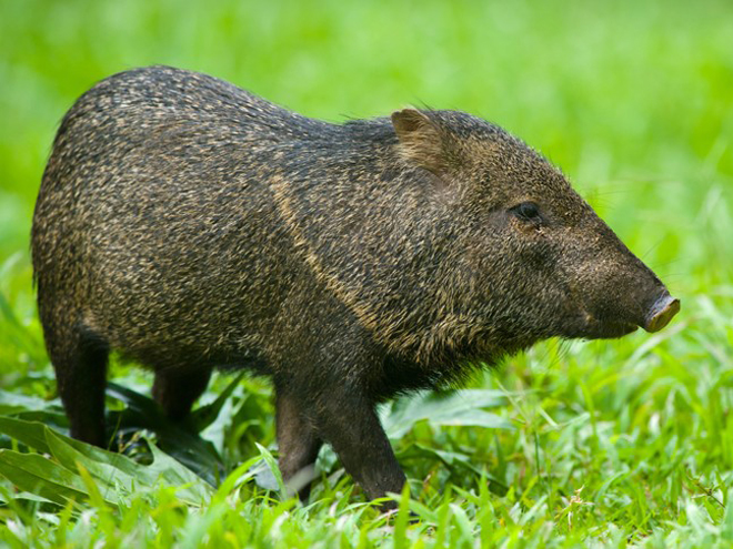 cochon bois guyane