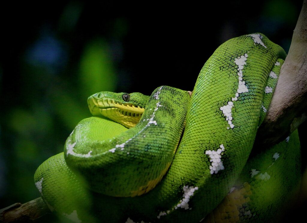 serpent guyane