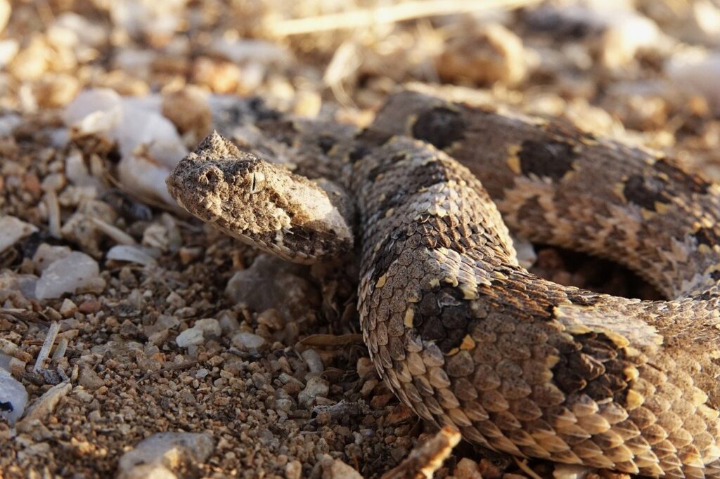 serpent guyane