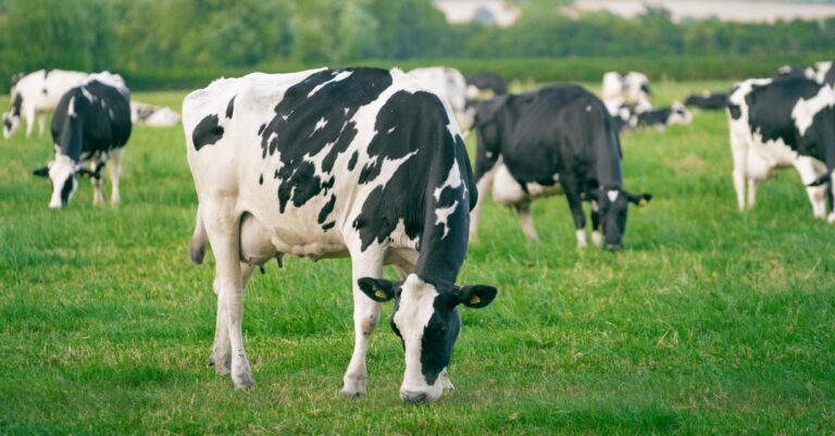 Le gouvernement va acheter tout le bétail produit sur l’île de Leguan – Pres. Ali