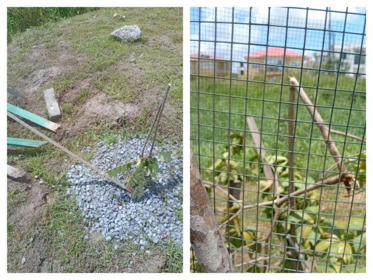 Le PAC condamne le vandalisme des arbres le long de Heroes Highway