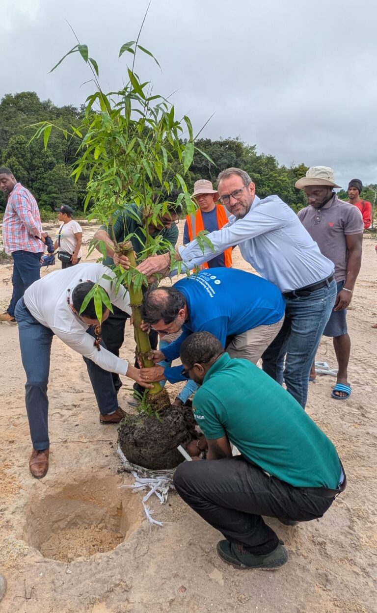 La Guyane lance un projet pilote sur le bambou