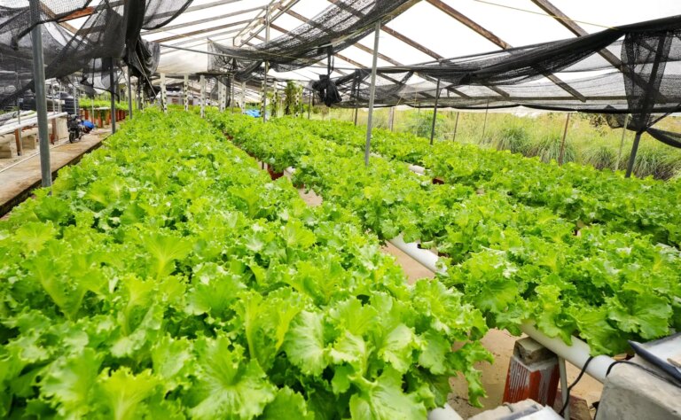La Guyane s’efforce de garantir que les aliments soient produits de manière biologique – Mustapha