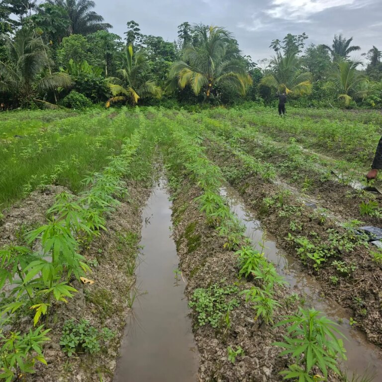 Plus de ganja trouvée le long de la rivière Berbice lors d&rsquo;une opération conjointe
