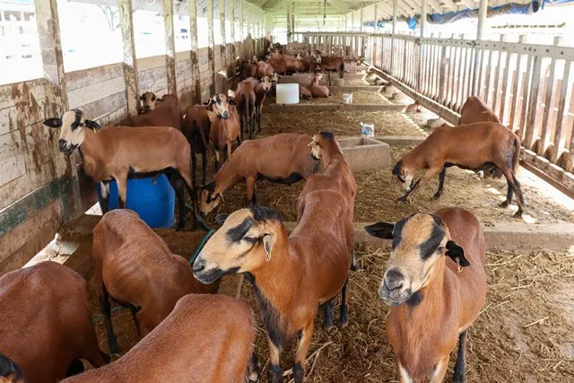 Plus de 500 agriculteurs bénéficient du cheptel de moutons à ventre noir du Guyana qui dépasse les 3 000