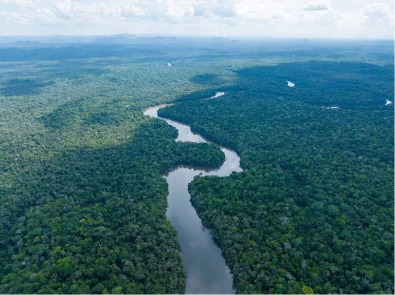 La Guyane a gagné 353 millions de dollars grâce à la vente de crédits carbone depuis 2022