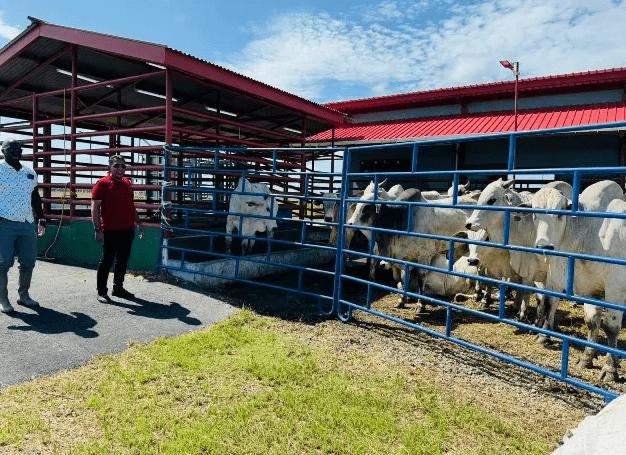 GLDA condamne la désinformation persistante sur l&rsquo;abattoir Onverwagt et le secteur de l&rsquo;élevage