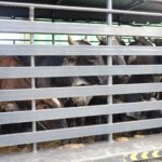 Première livraison de génisses gestantes du Brésil pour une initiative d&rsquo;expansion du troupeau
