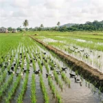 L&rsquo;intégration du riz au canard pour augmenter les revenus des agriculteurs et réduire les coûts de production