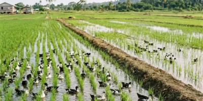 L&rsquo;intégration du riz au canard pour augmenter les revenus des agriculteurs et réduire les coûts de production